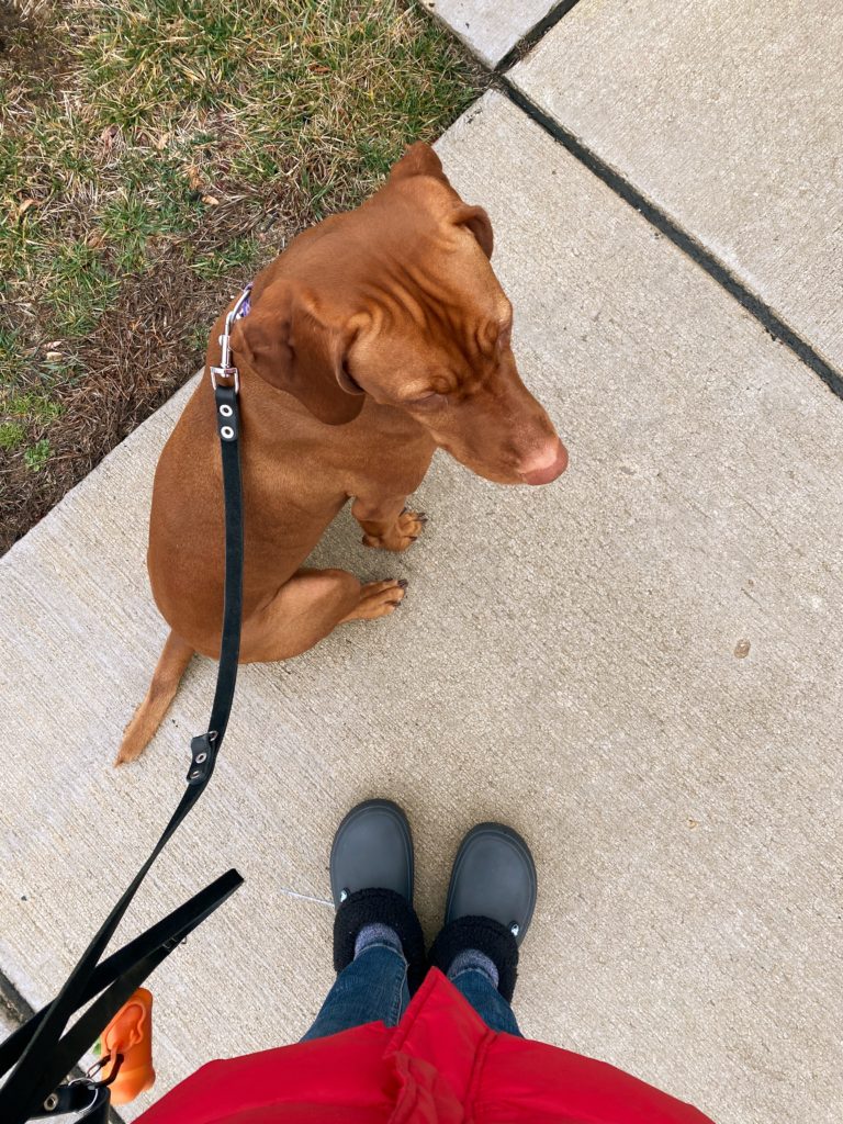 photo of feet in shoes walking on sidewalk with dog