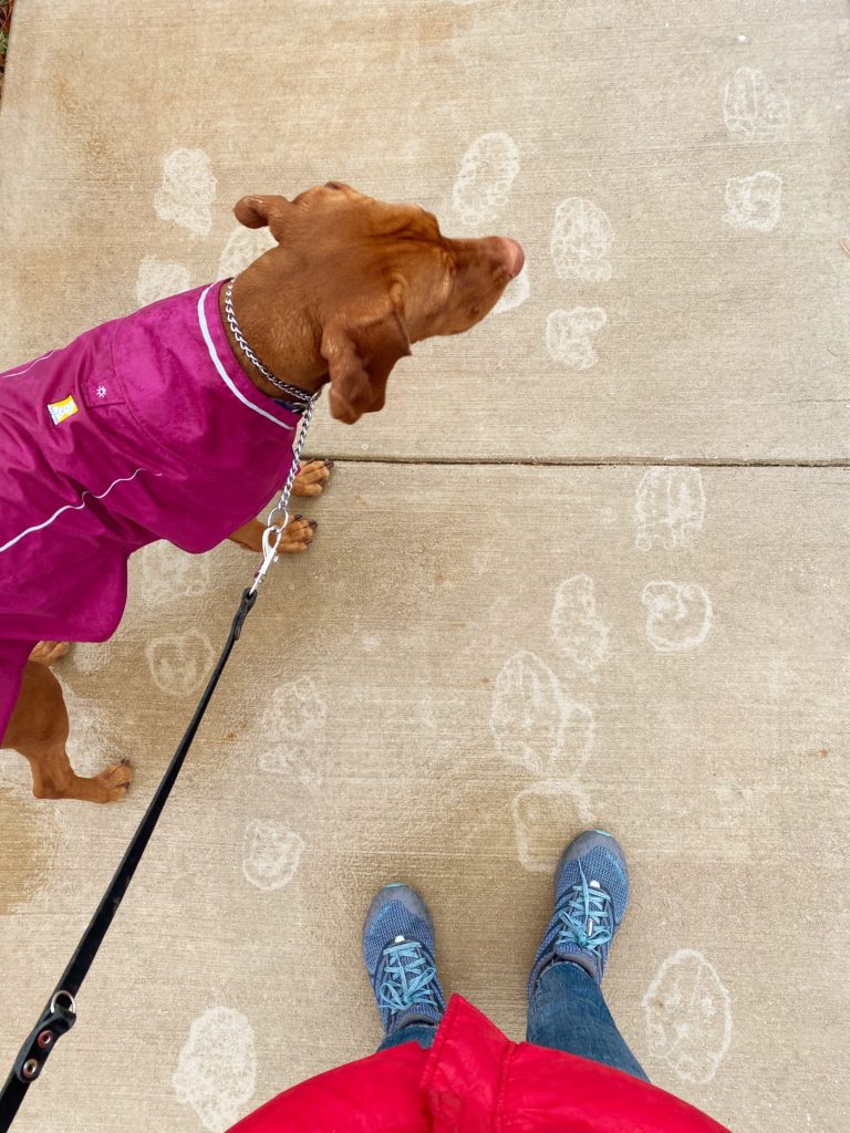 photo of feet in sneakers walking with dog in the rain