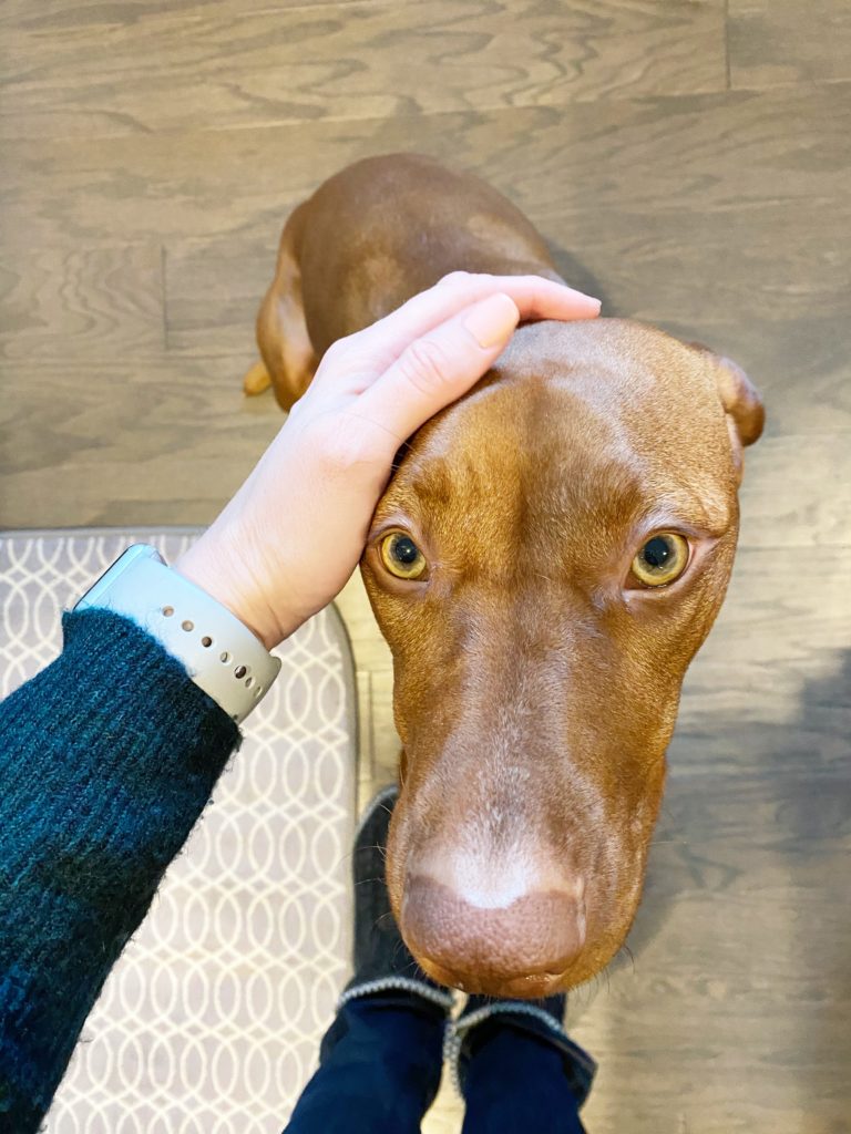 photo of hand petting dog's head